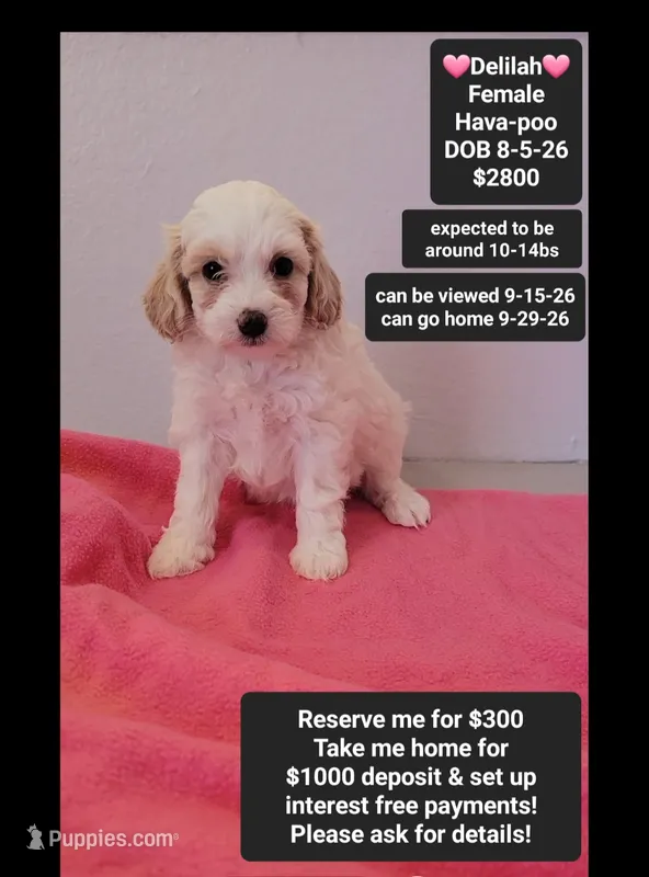 Delilah*1000 take home – Havanese, Poodle - Toy  puppy for sale in Tucson, AZ