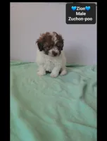 Zion*800 take home, a male Poodle - Toy  and Shichon for sale in Tucson, AZ – 3 of 3