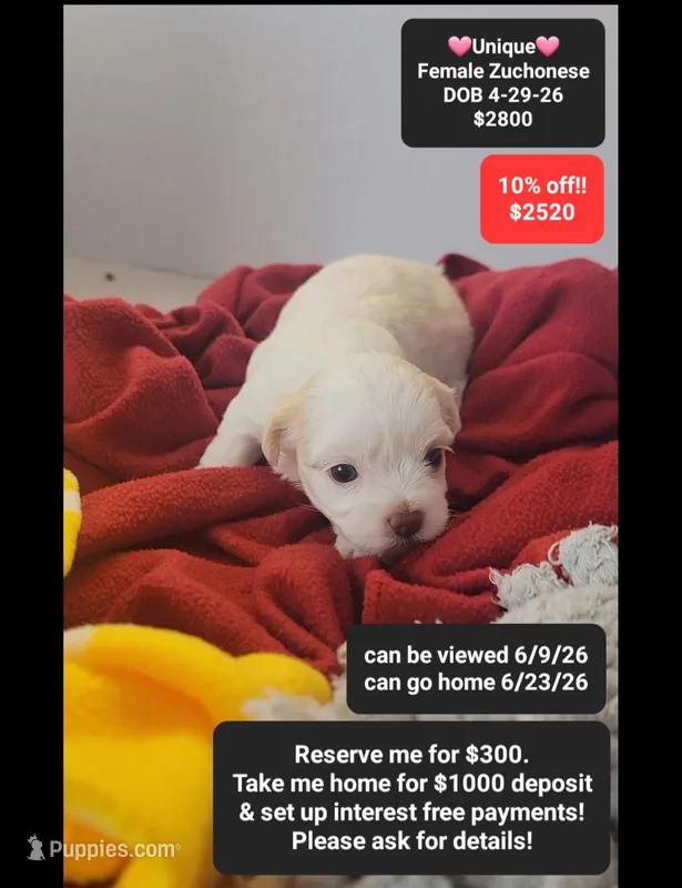 Unique – Havanese, Shichon puppy for sale in Tucson, AZ