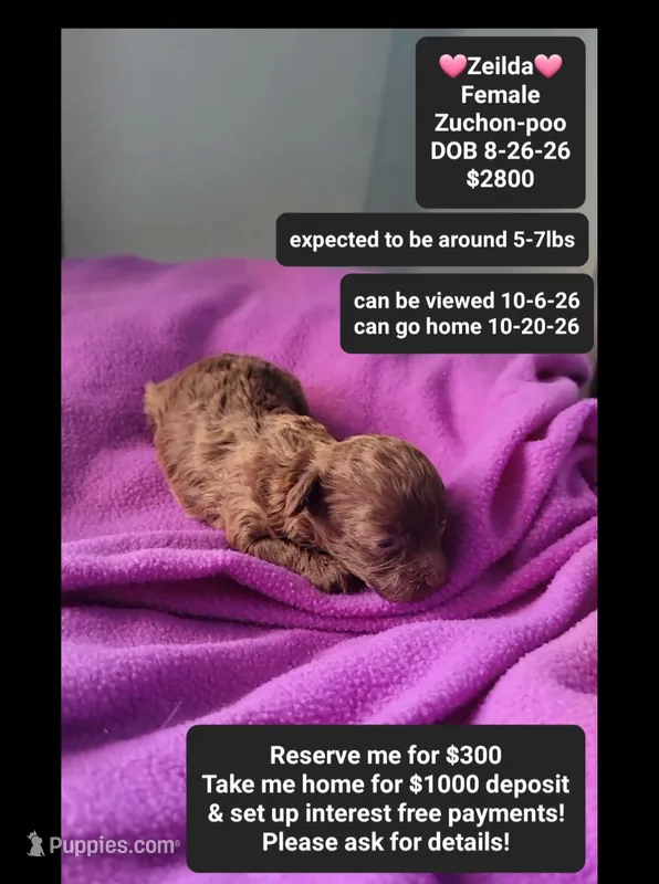 Zeilda*1000 take home – Poodle - Toy , Shichon puppy for sale in Tucson, AZ