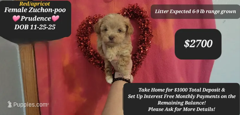 PRUDENCE♡1000 take home opt