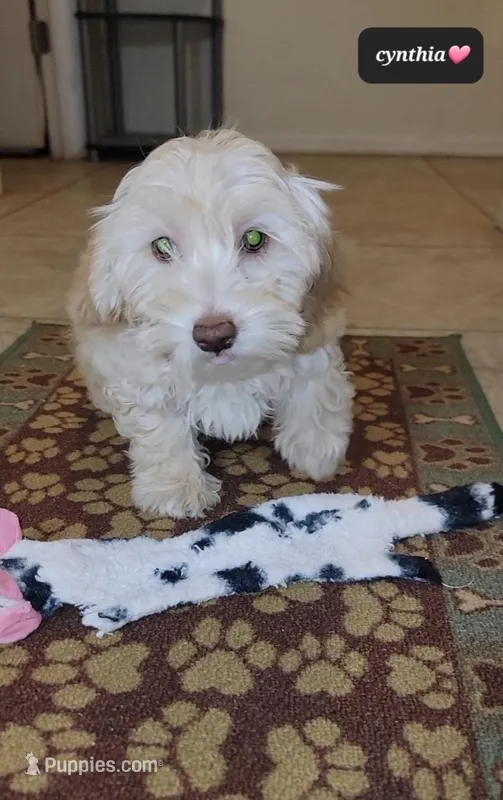 Cynthia  – Havapoo puppy for sale in Tucson, AZ