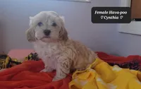 Cynthia , a female Havapoo for sale in Tucson, AZ – Photo 2 of 4