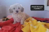 Cynthia , a female Havapoo for sale in Tucson, AZ – Photo 4 of 4