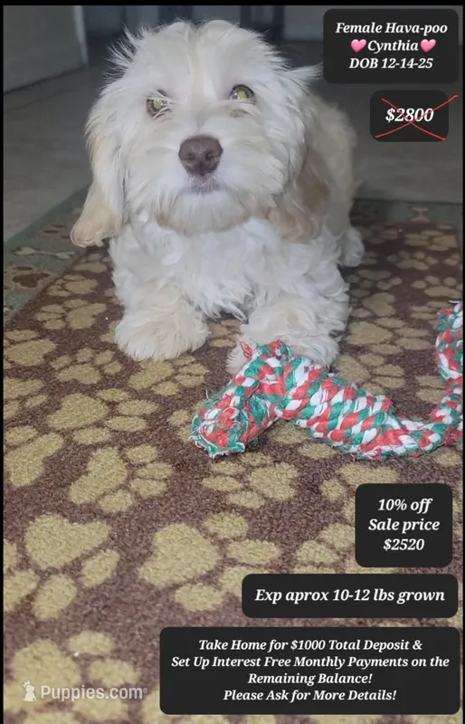Cynthia  – Havapoo puppy for sale in Tucson, AZ