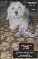 Cynthia , a female Havapoo for sale in Tucson, AZ – Photo 2 of 2