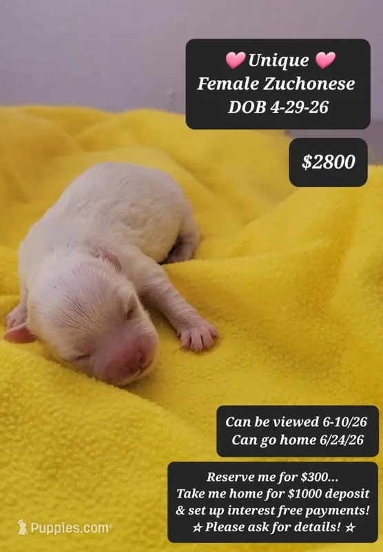 Unique – Havanese, Shichon puppy for sale in Tucson, AZ