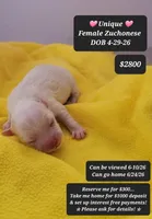 Unique, a female Havanese and Shichon for sale in Tucson, AZ – 1 of 1
