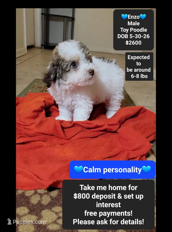 Enzo*800 take home – Poodle - Toy  puppy for sale in Tucson, AZ