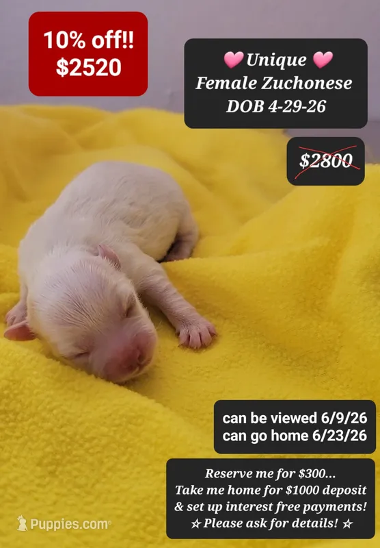 Unique – Havanese, Shichon puppy for sale in Tucson, AZ