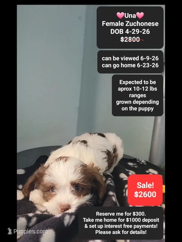 Una – Havanese, Shichon puppy for sale in Tucson, AZ
