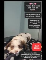 Una, a female Havanese and Shichon for sale in Tucson, AZ – 1 of 3