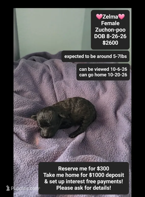 Zelma*1000 take home – Poodle - Toy , Shichon puppy for sale in Tucson, AZ