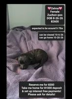 Zelma*1000 take home, a female Poodle - Toy  and Shichon for sale in Tucson, AZ – 1 of 3