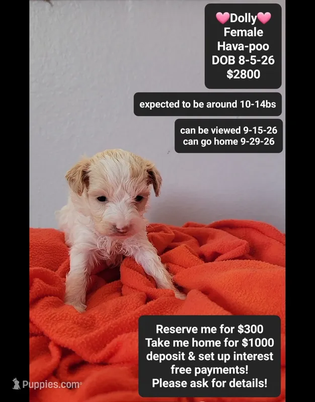 Dolly*1000 take home – Havanese, Poodle - Toy  puppy for sale in Tucson, AZ