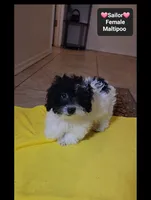 Sailor*1000 take home, a female Maltipoo for sale in Tucson, AZ – 4 of 5