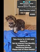 Kaliber , a male Yorkshire Terrier for sale in Tucson, AZ – 1 of 5