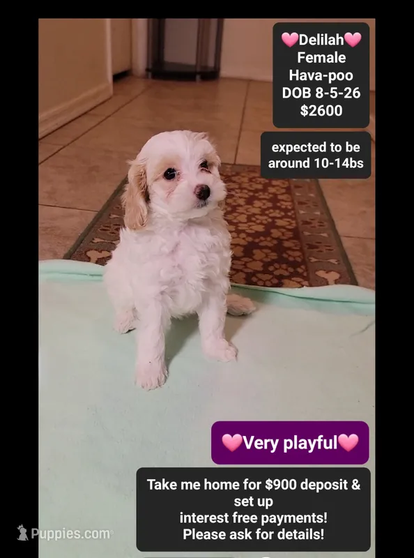 Delilah*900 take home – Havanese, Poodle - Toy  puppy for sale in Tucson, AZ