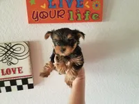 Blair, a female Yorkshire Terrier for sale in Tucson, AZ – 2 of 2