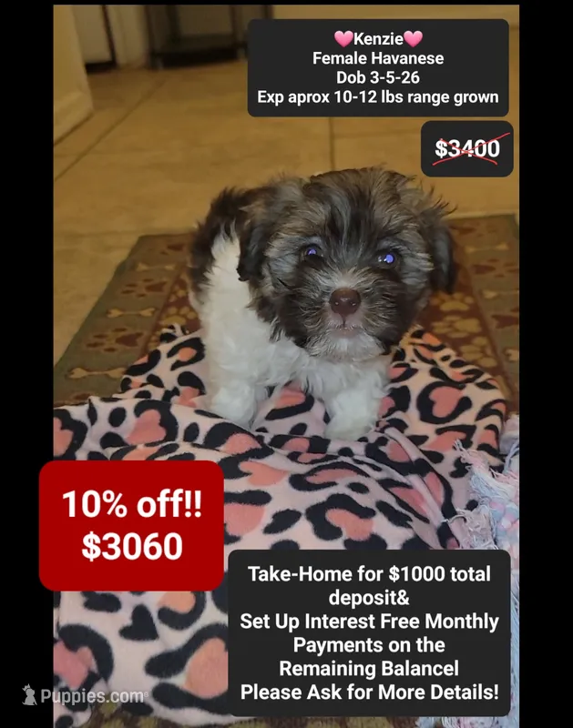 Kenzie – Havanese puppy for sale in Tucson, AZ