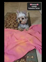 Paisley, a female Yorkshire Terrier for sale in Tucson, AZ – 3 of 3