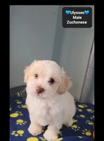Ulysses, a male Havanese and Shichon for sale in Tucson, AZ – 2 of 3
