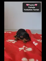 Payton , a female Yorkshire Terrier for sale in Tucson, AZ – 2 of 3