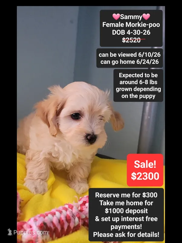 Sammy – Poodle - Toy , Morkie puppy for sale in Tucson, AZ