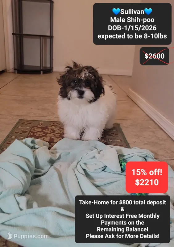Sullivan – Shih Tzu, Poodle - Toy  puppy for sale in Tucson, AZ