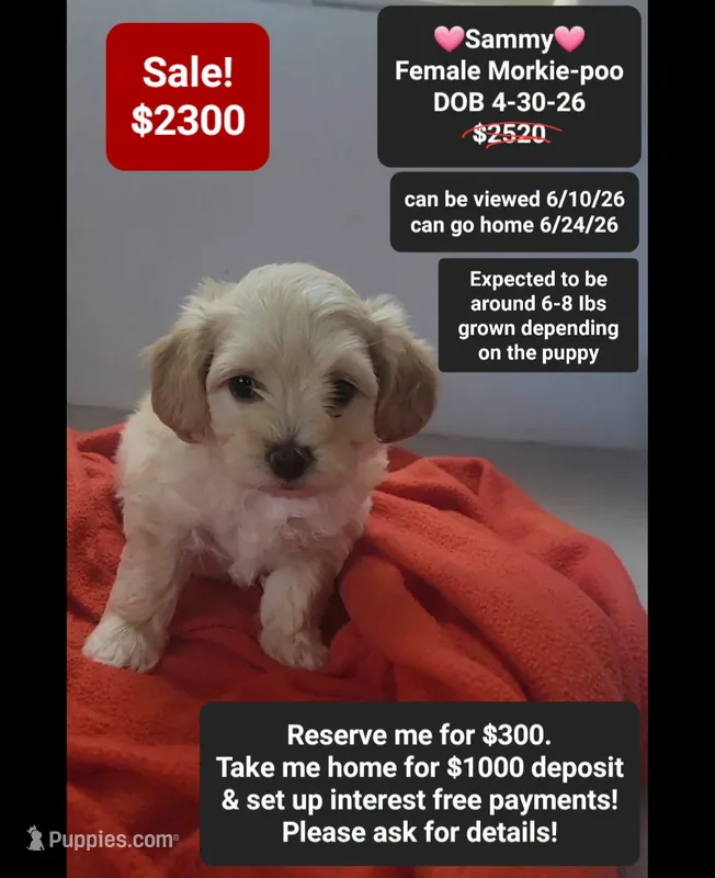 Sammy – Poodle - Toy , Morkie puppy for sale in Tucson, AZ