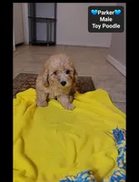 Parker*800 take home, a male Poodle - Toy  for sale in Tucson, AZ – 2 of 3