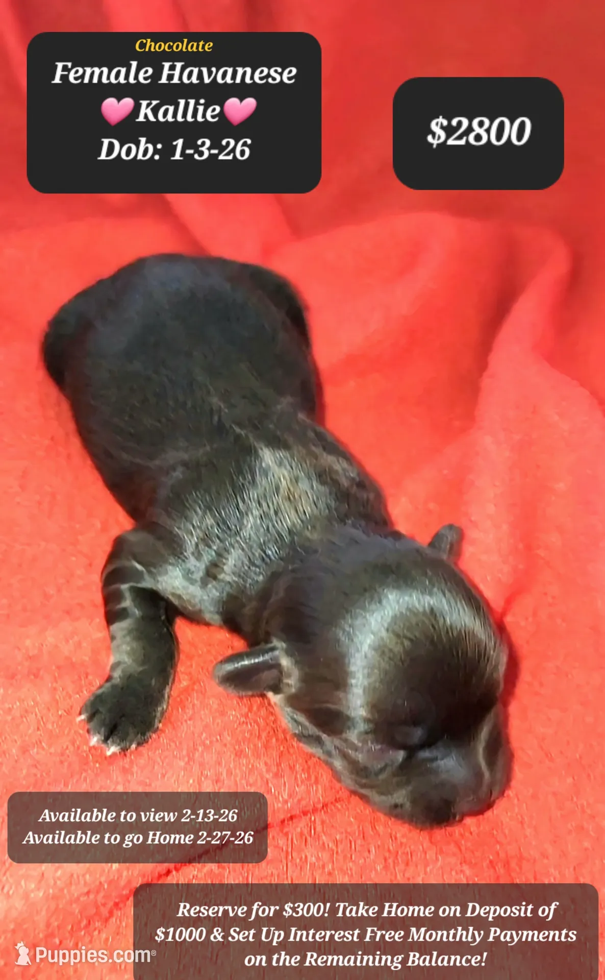 KALLIE♡$1000 to take her home!