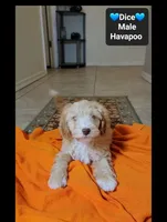 Dice, a male Havapoo for sale in Tucson, AZ – 3 of 3