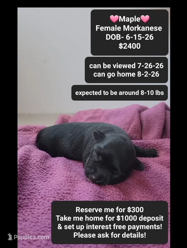 Maple – Havanese, Morkie puppy for sale in Tucson, AZ