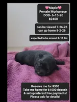 Maple, a female Havanese and Morkie for sale in Tucson, AZ – 1 of 3