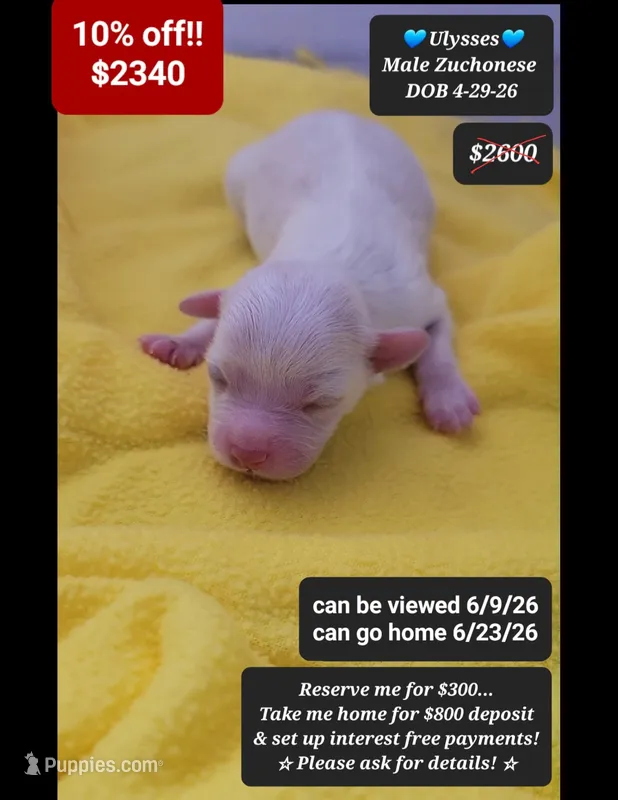Ulysses – Havanese, Shichon puppy for sale in Tucson, AZ