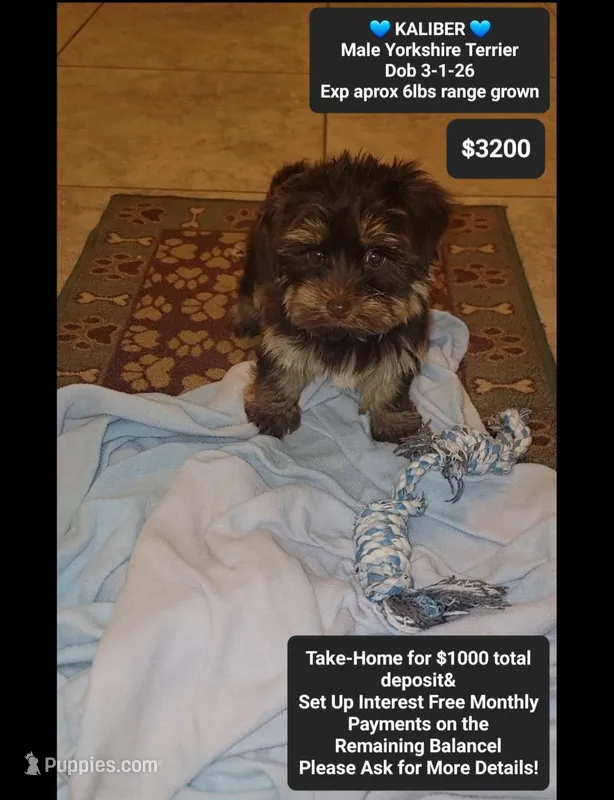 Kaliber  – Yorkshire Terrier puppy for sale in Tucson, AZ