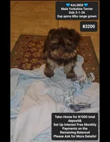Kaliber , a male Yorkshire Terrier for sale in Tucson, AZ – 1 of 1