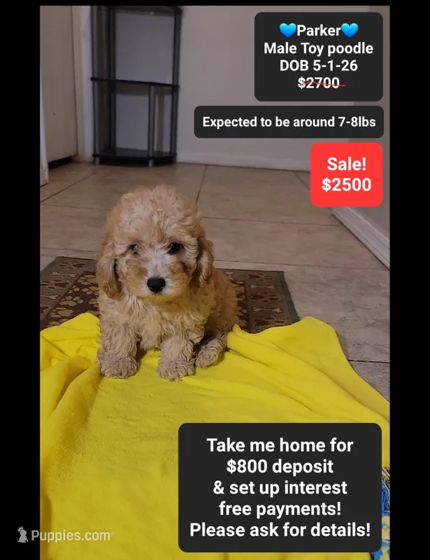 Parker*800 take home – Poodle - Toy  puppy for sale in Tucson, AZ
