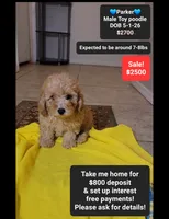 Parker*800 take home, a male Poodle - Toy  for sale in Tucson, AZ – 1 of 3