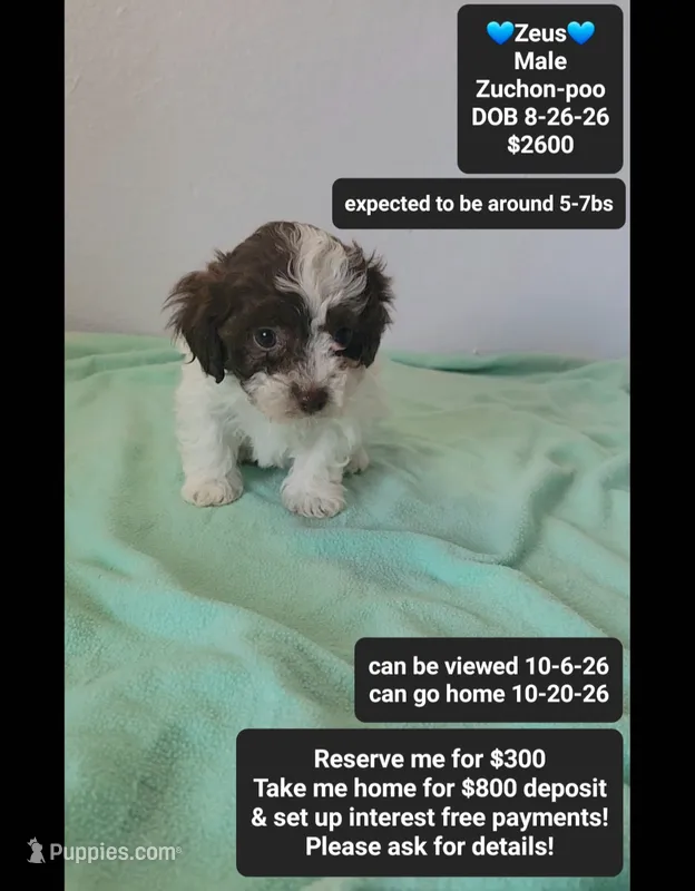 Zeus*800 take home – Poodle - Toy , Shichon puppy for sale in Tucson, AZ