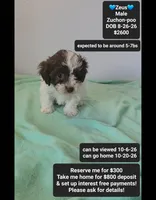 Zeus*800 take home, a male Poodle - Toy  and Shichon for sale in Tucson, AZ – 1 of 3