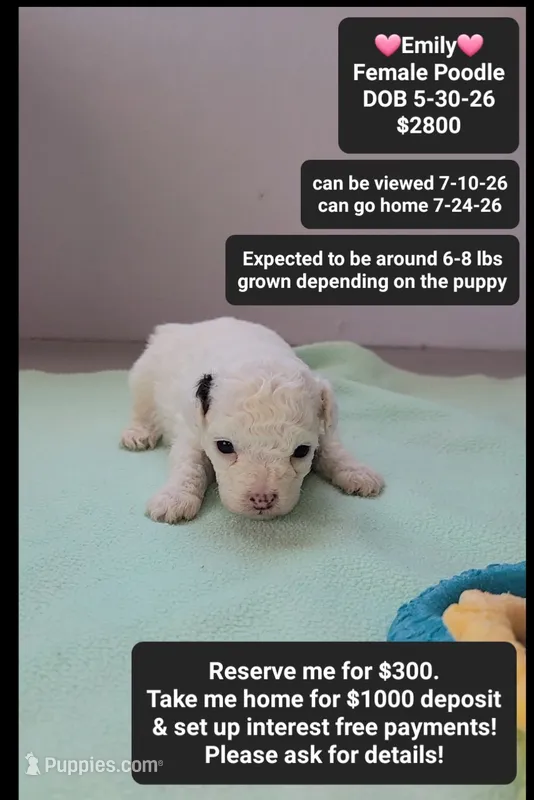 Emily – Poodle - Toy  puppy for sale in Tucson, AZ