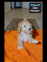 Dice, a male Havapoo for sale in Tucson, AZ – 2 of 3