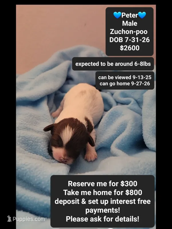 Peter – Poodle - Toy , Shichon puppy for sale in Tucson, AZ
