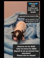 Peter, a male Poodle - Toy  and Shichon for sale in Tucson, AZ – 1 of 3