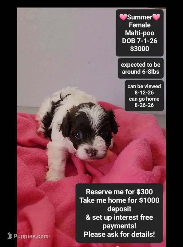 Summer*1000 take home – Maltipoo puppy for sale in Tucson, AZ