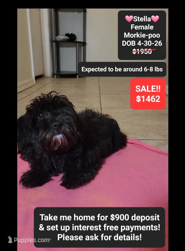 Stella*900 take home – Poodle - Toy , Morkie puppy for sale in Tucson, AZ