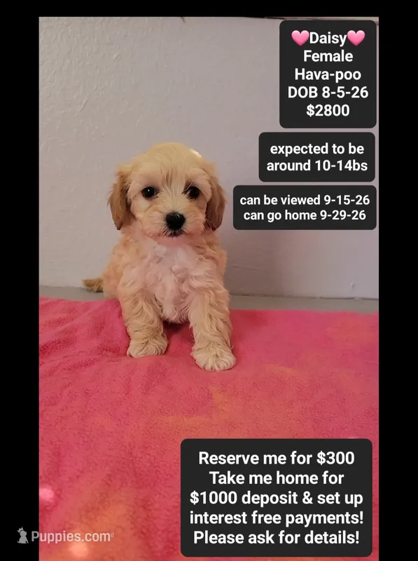 Daisy*1000 take home – Havanese, Poodle - Toy  puppy for sale in Tucson, AZ