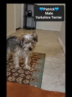 patrick*$800 take home, a male Yorkshire Terrier for sale in Tucson, AZ – 3 of 3